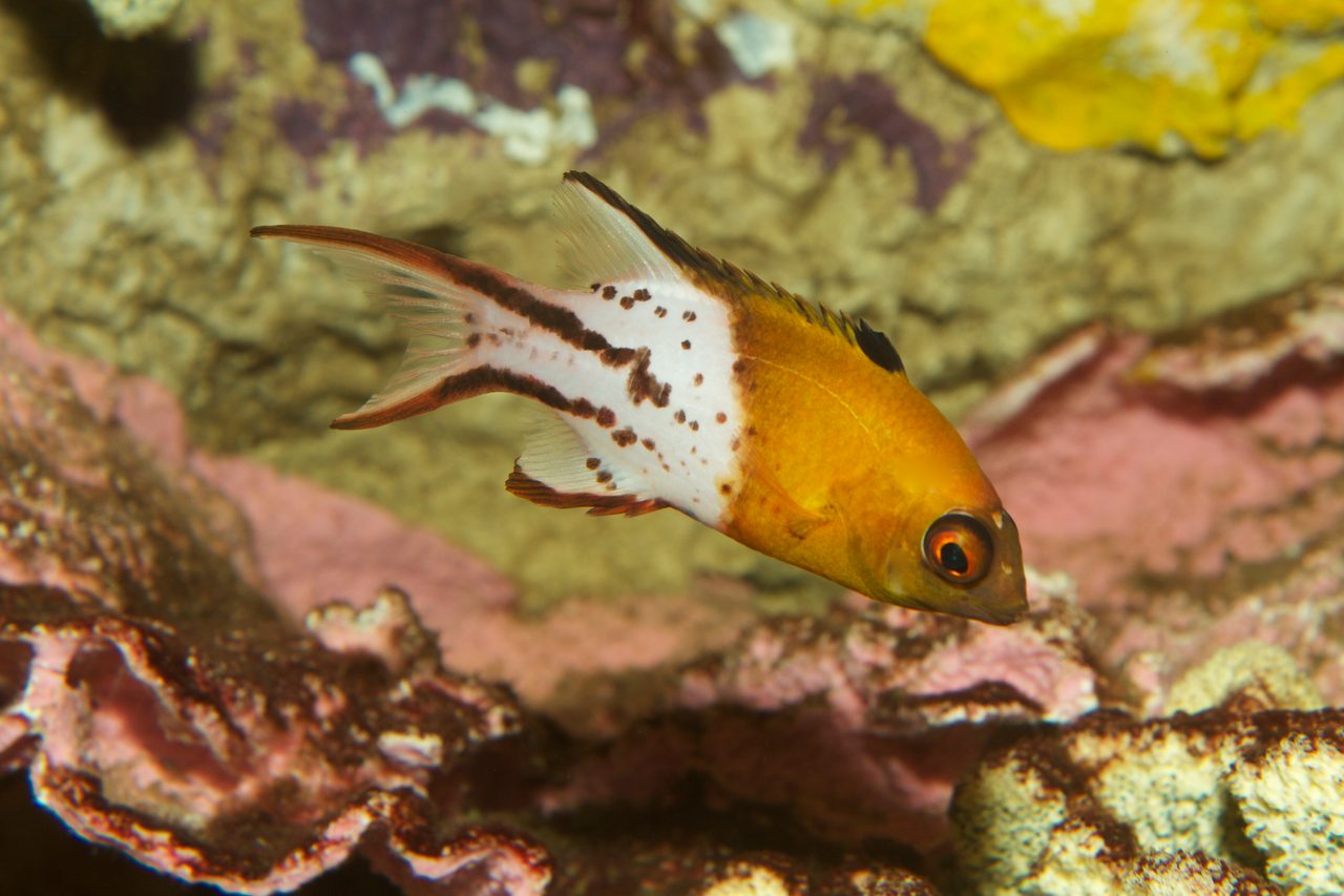 Lyretail Hogfish