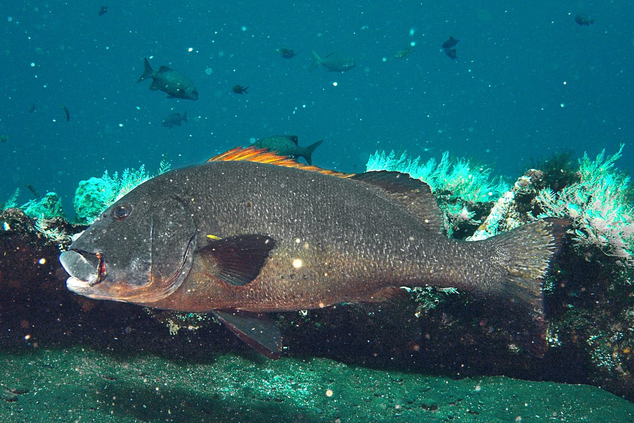 Giant Sweetlips