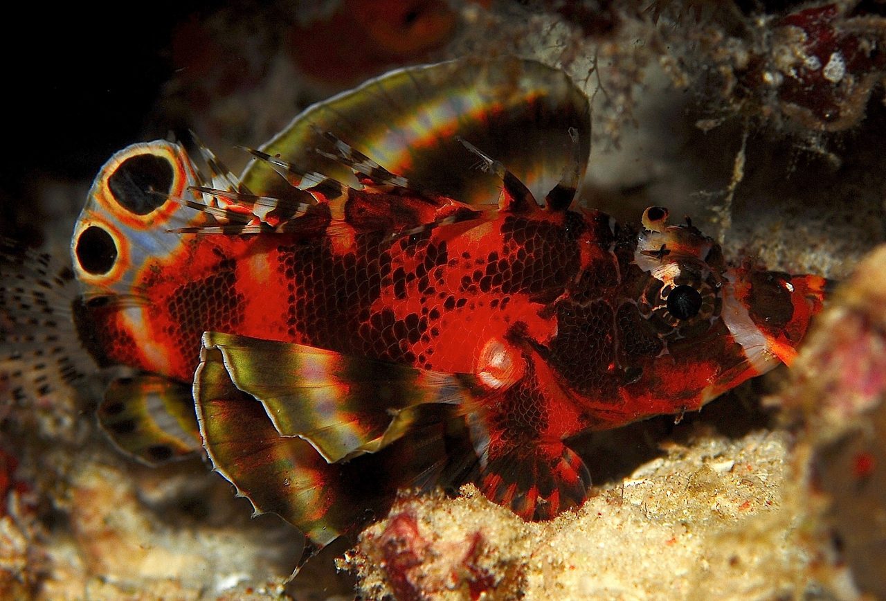 Fu Manchu Lionfish