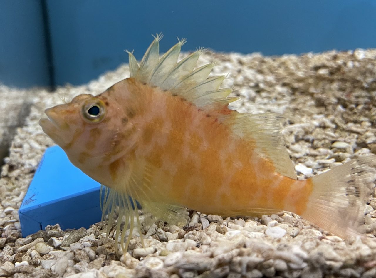 Golden Hawkfish