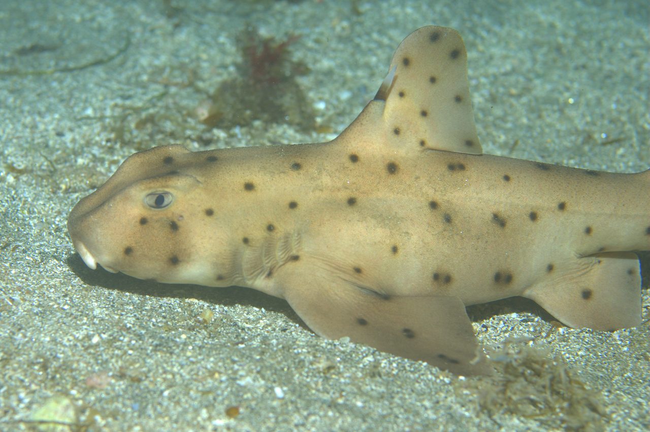 Horn Shark EXPERT ONLY