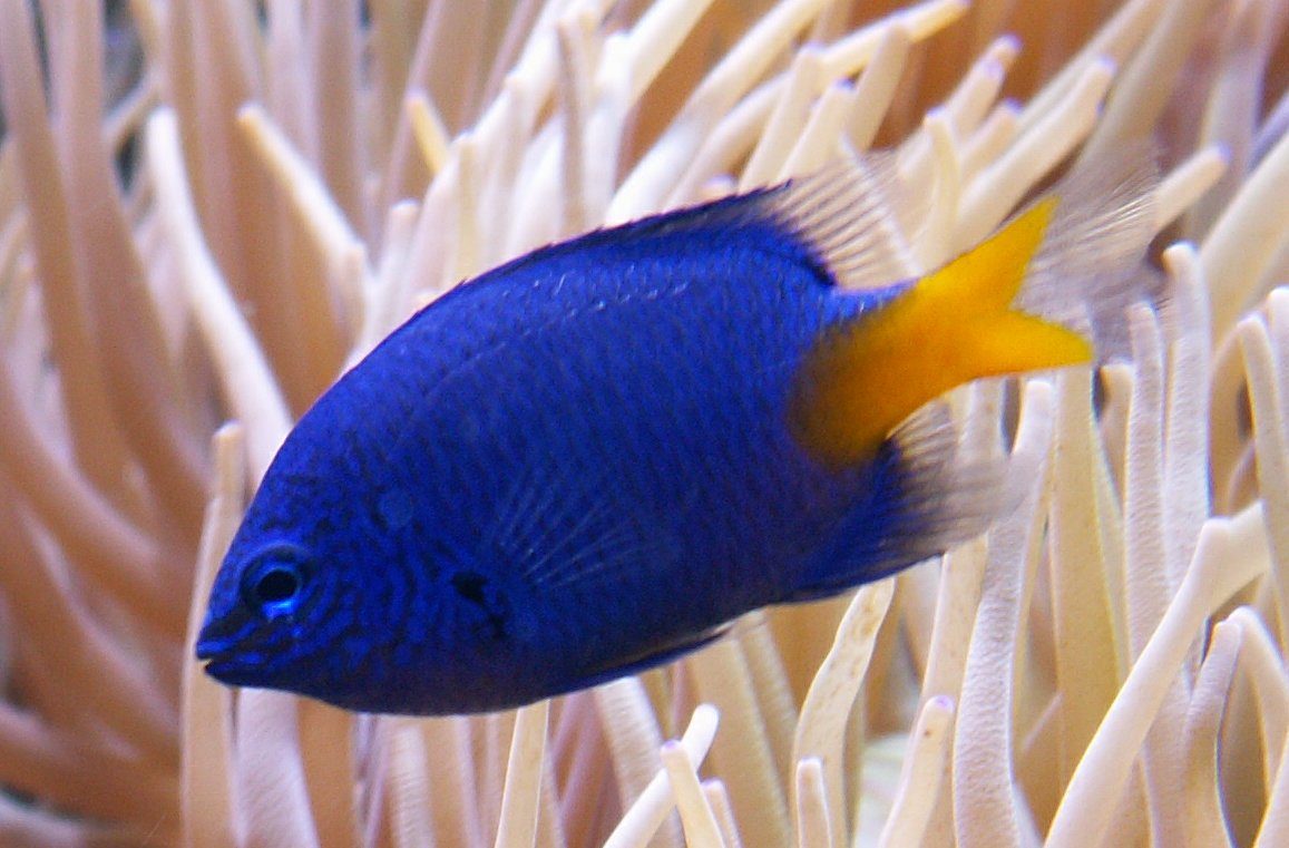 Yellowtail Blue Damsel