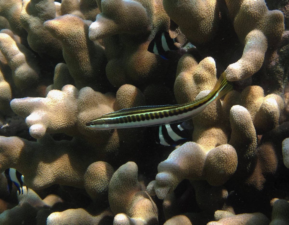 Piano Fangblenny