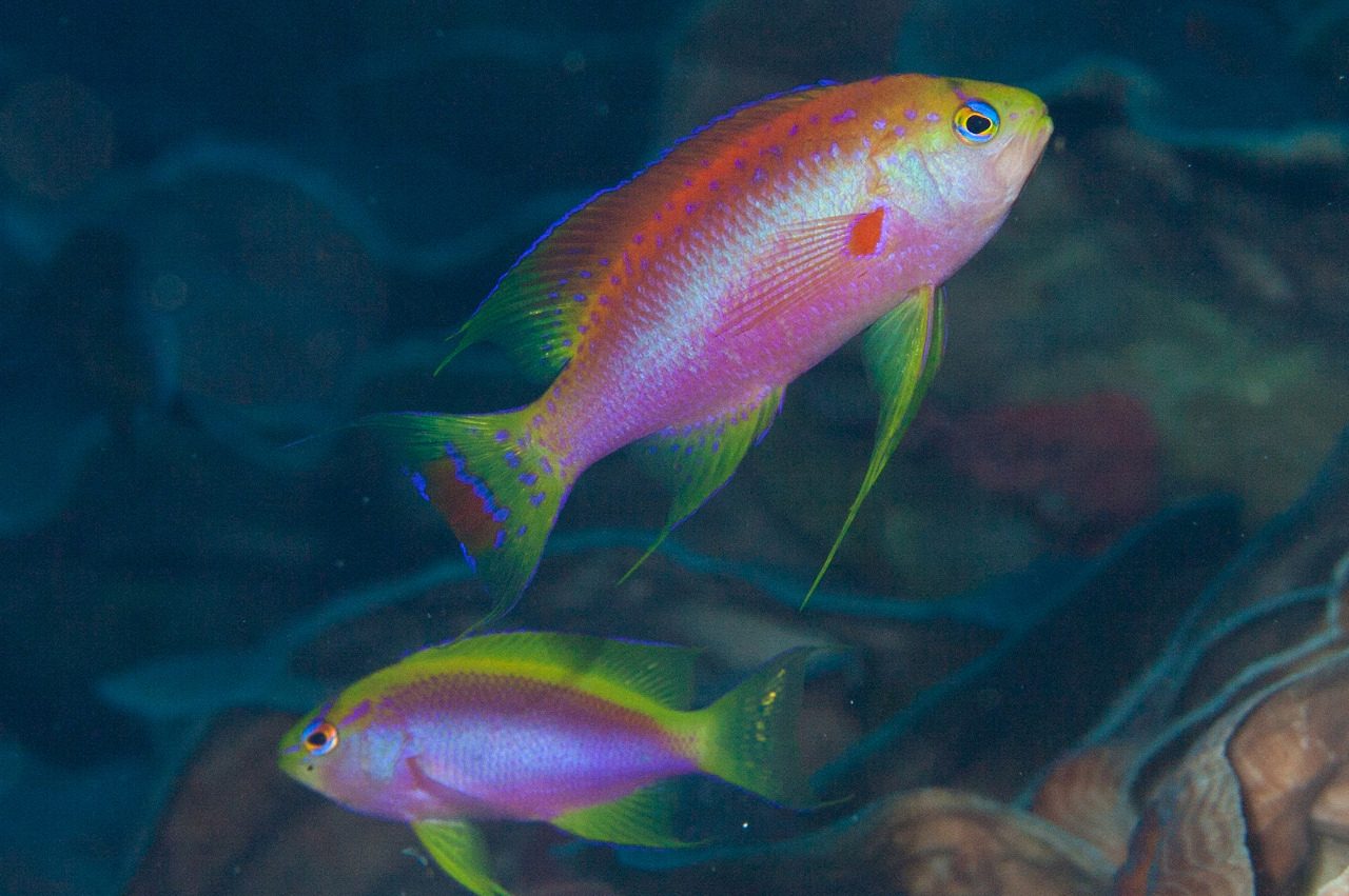 Long-Fin Anthias
