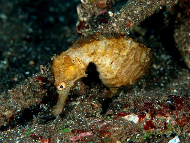Three-Spot Seahorse