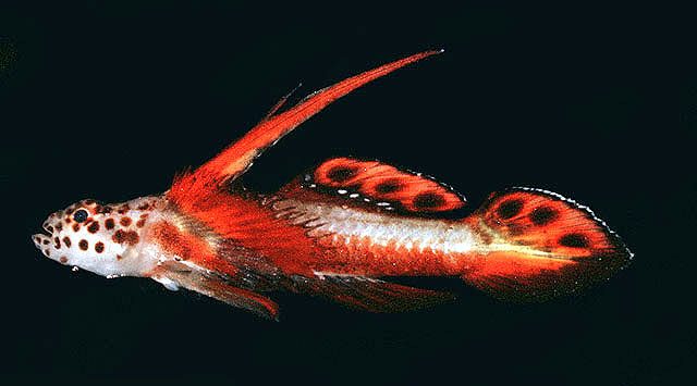 Flaming Prawn Goby