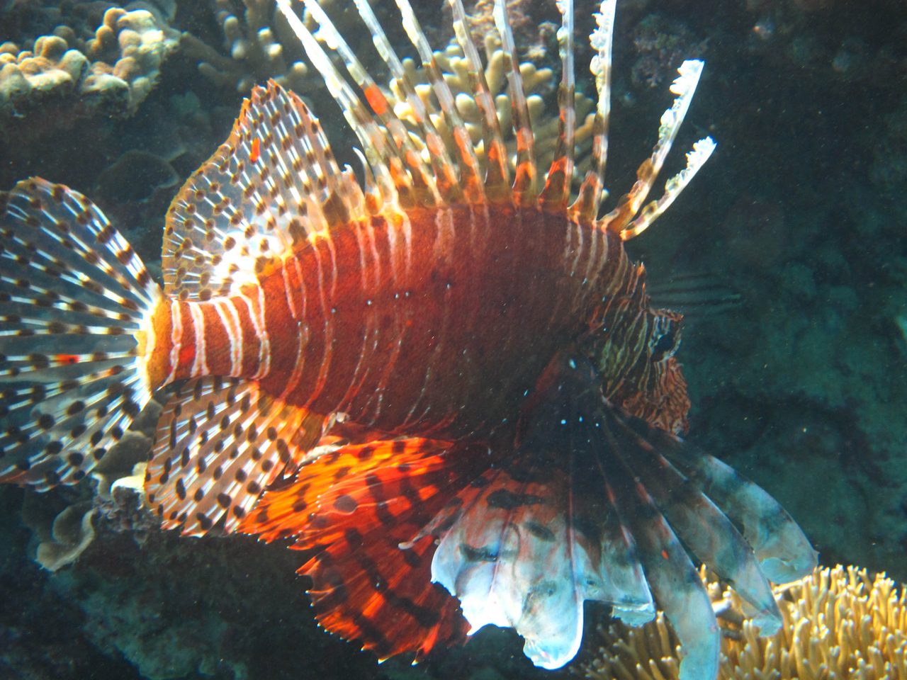 Mombasa Lionfish