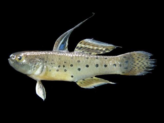 Fan Dance Goby