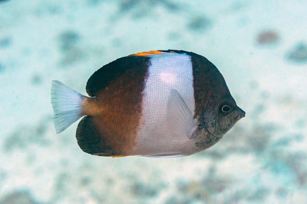 Brown-and-White Butterflyfish