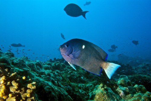 Clipperton Angelfish