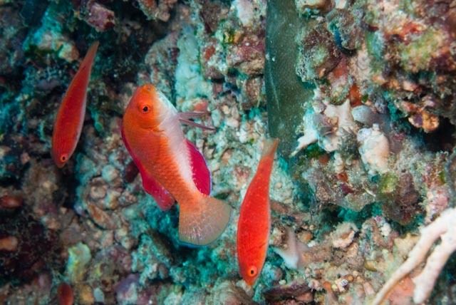 Redfin Wrasse