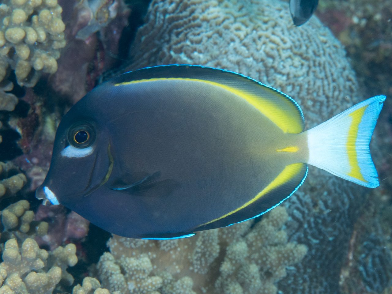 Whitecheek Tang