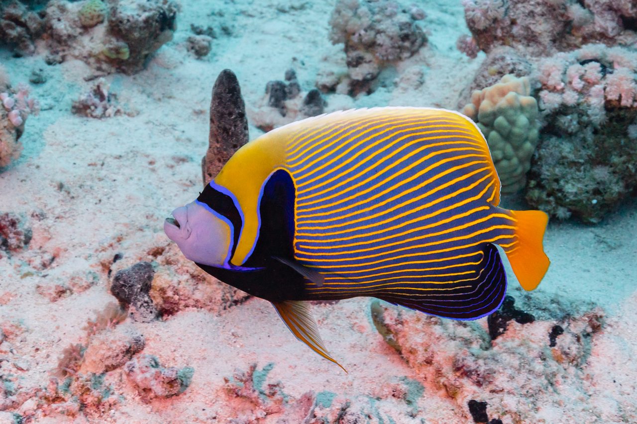 Emperor Angelfish