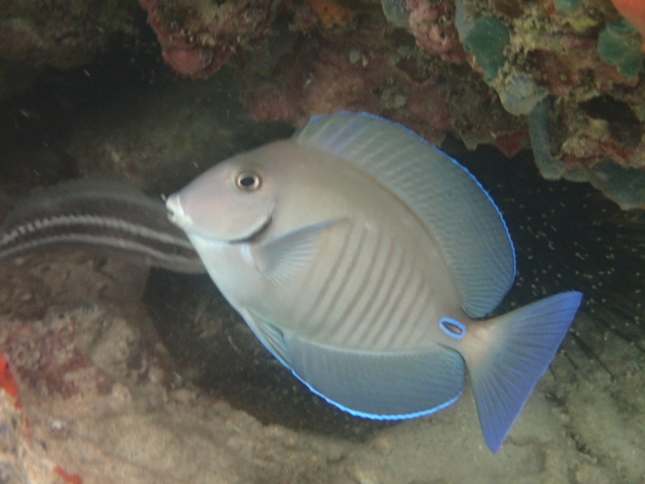 Doctorfish