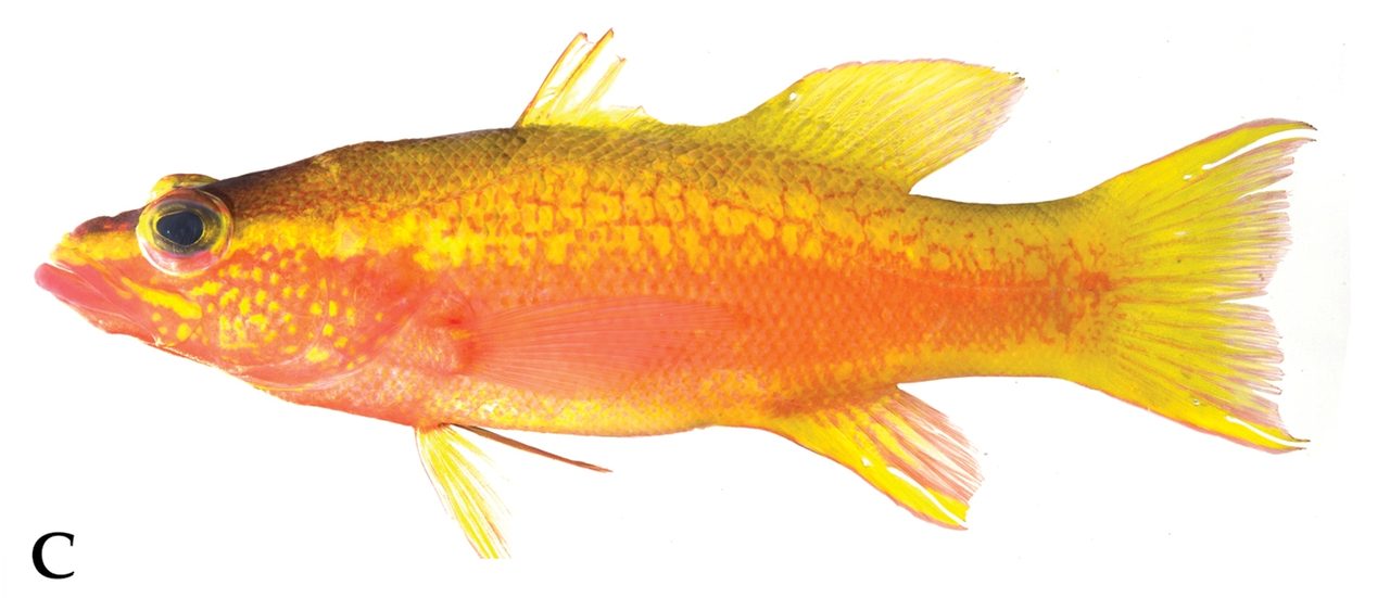 Orangeback Basslet