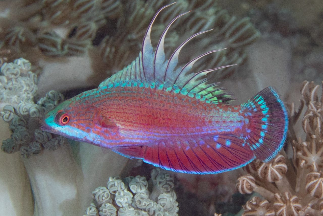 Linespot Flasher Wrasse