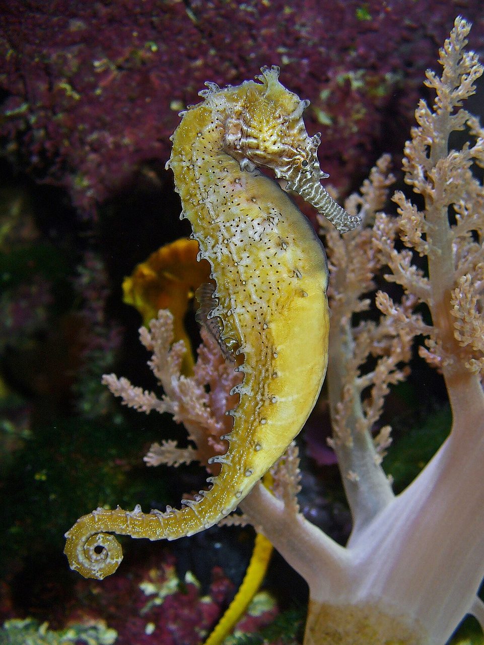 Hedgehog Seahorse