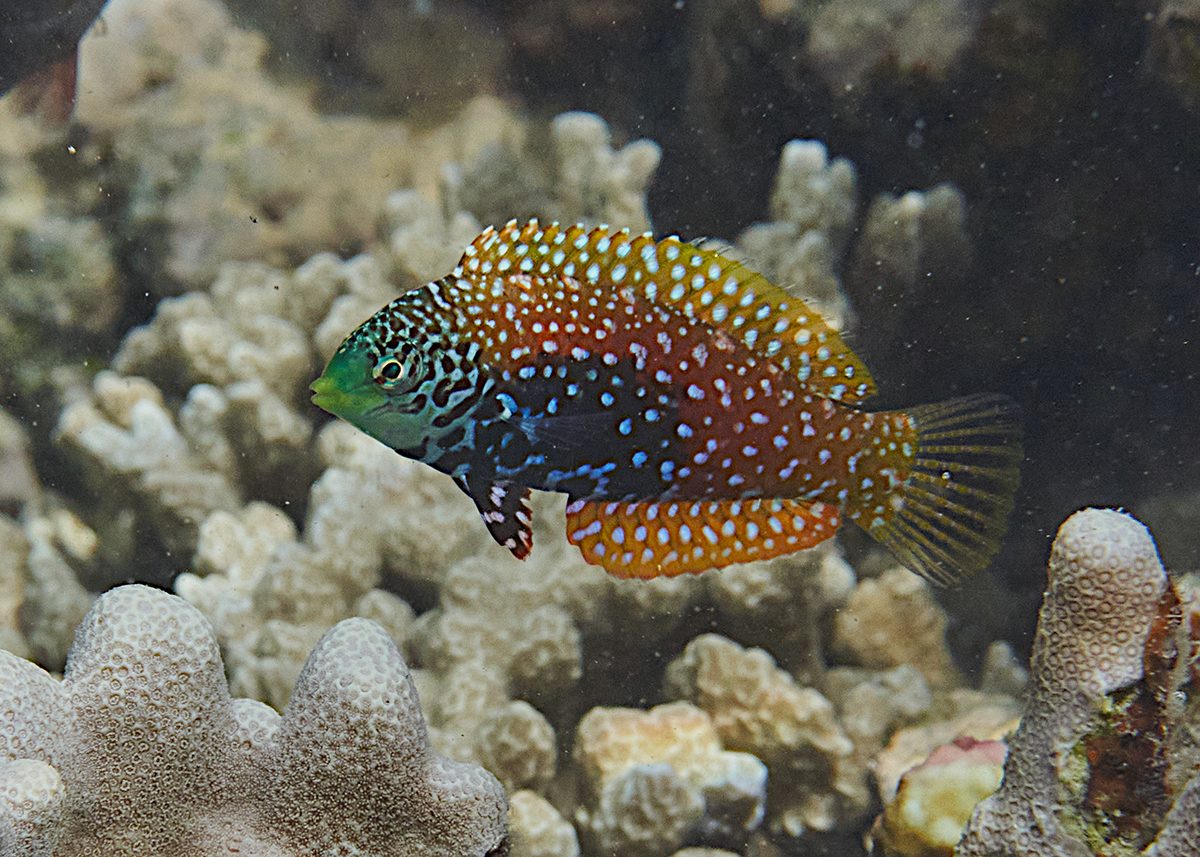 Blue Star Leopard Wrasse