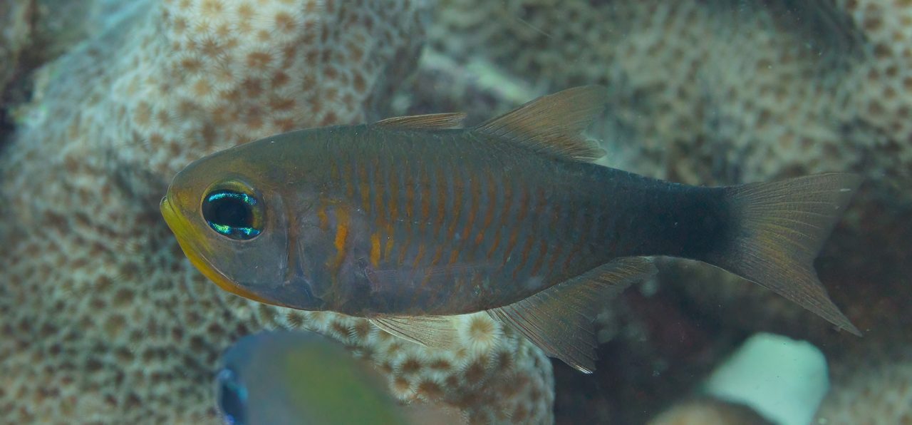 Orange-Lined Cardinalfish