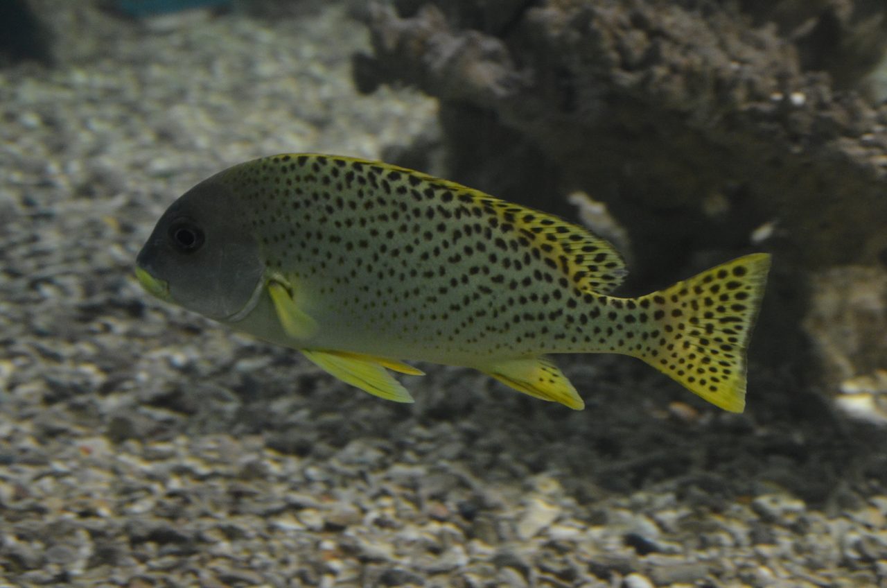 Blackspotted Sweetlips