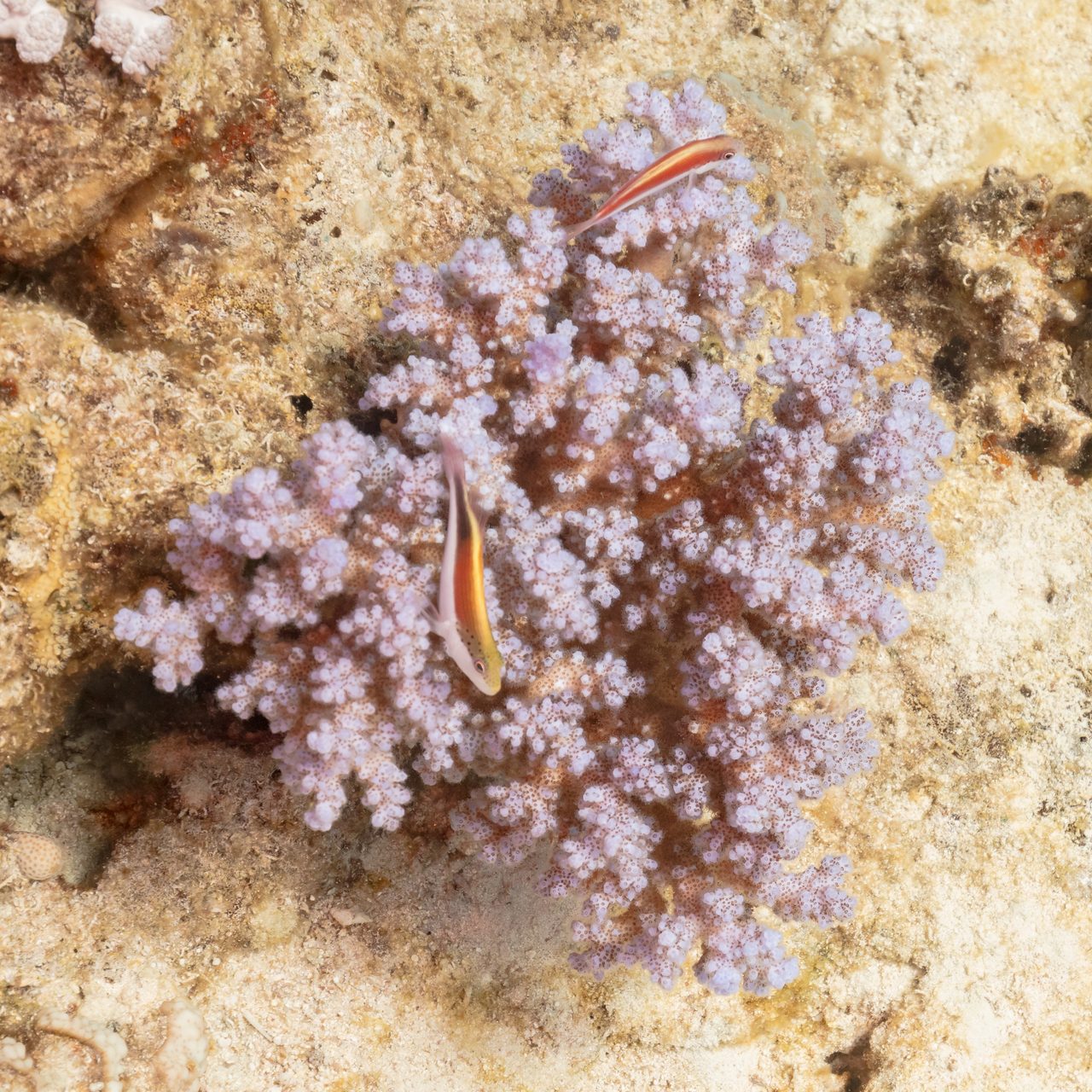Forster's Hawkfish