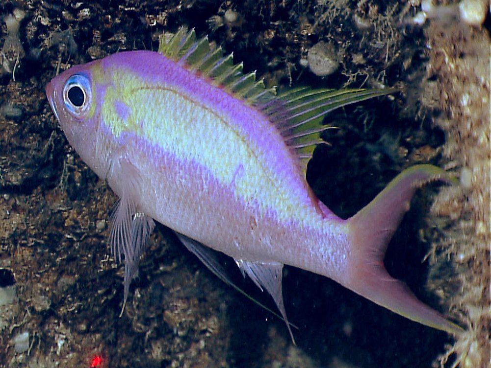Woods' Anthias