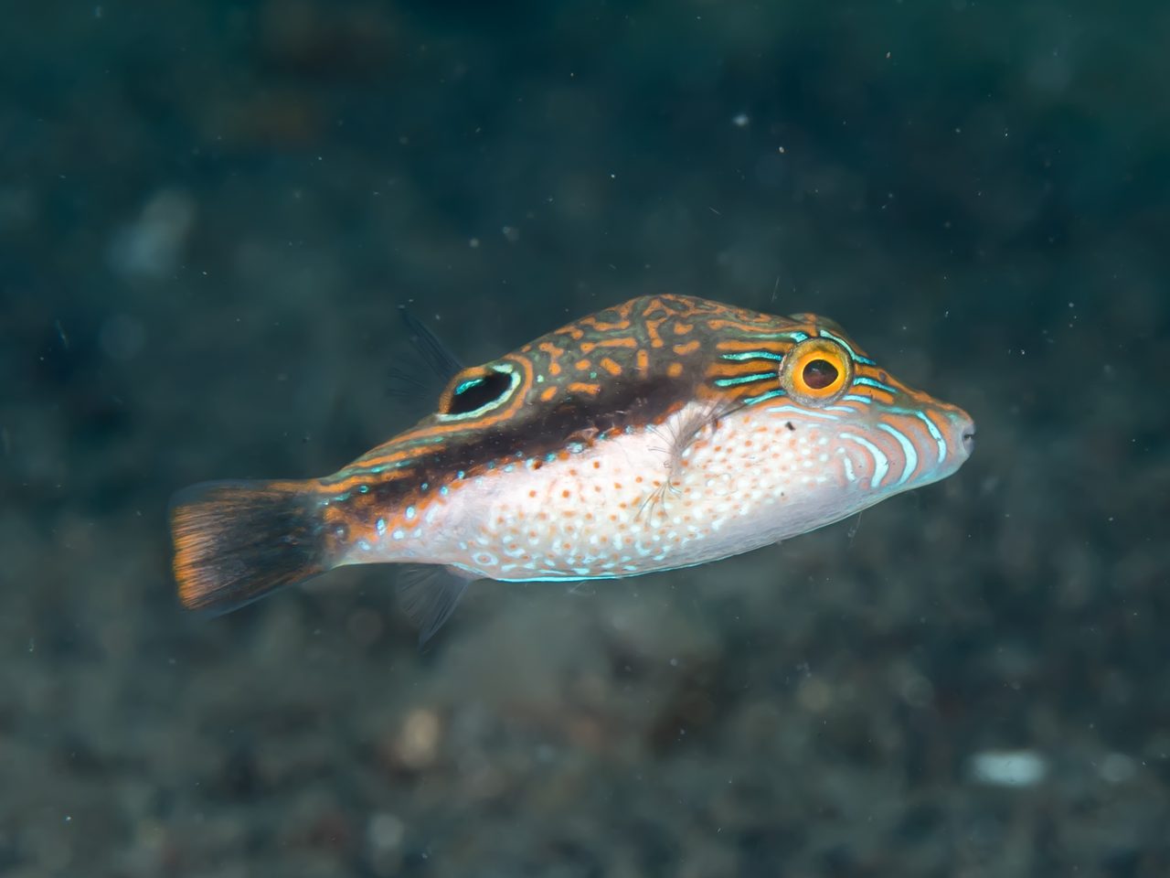 Bennett's Sharpnose Puffer