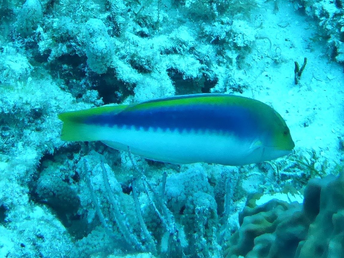 Lightning Wrasse