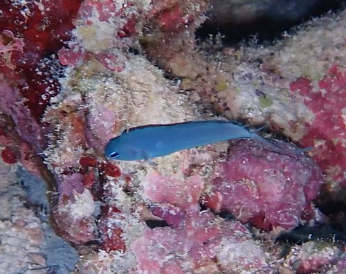 Dark Fangblenny