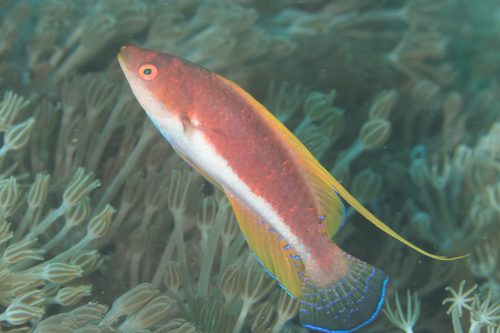 Filament-fin Fairy Wrasse