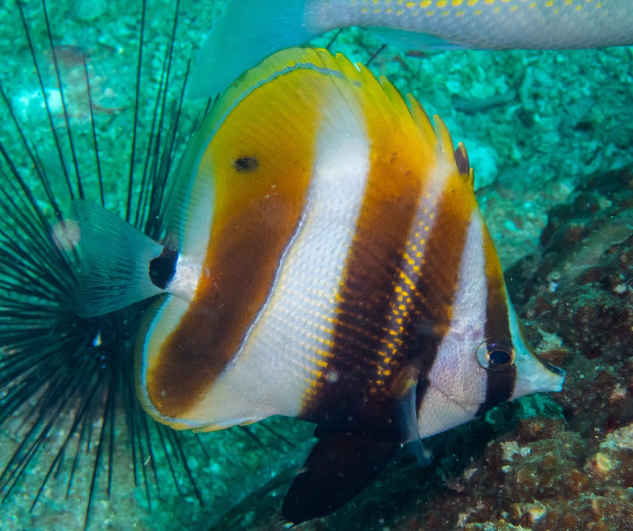 Highfin Coralfish
