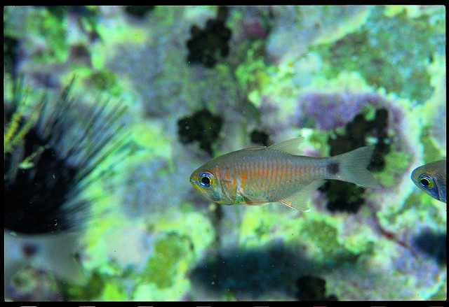 Orange-Lined Cardinalfish