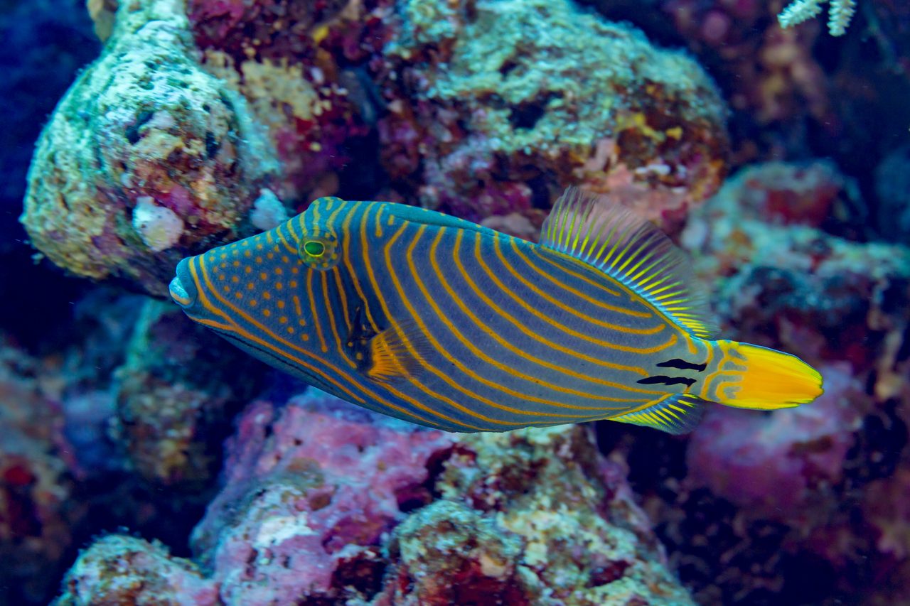 Orange-Lined Triggerfish