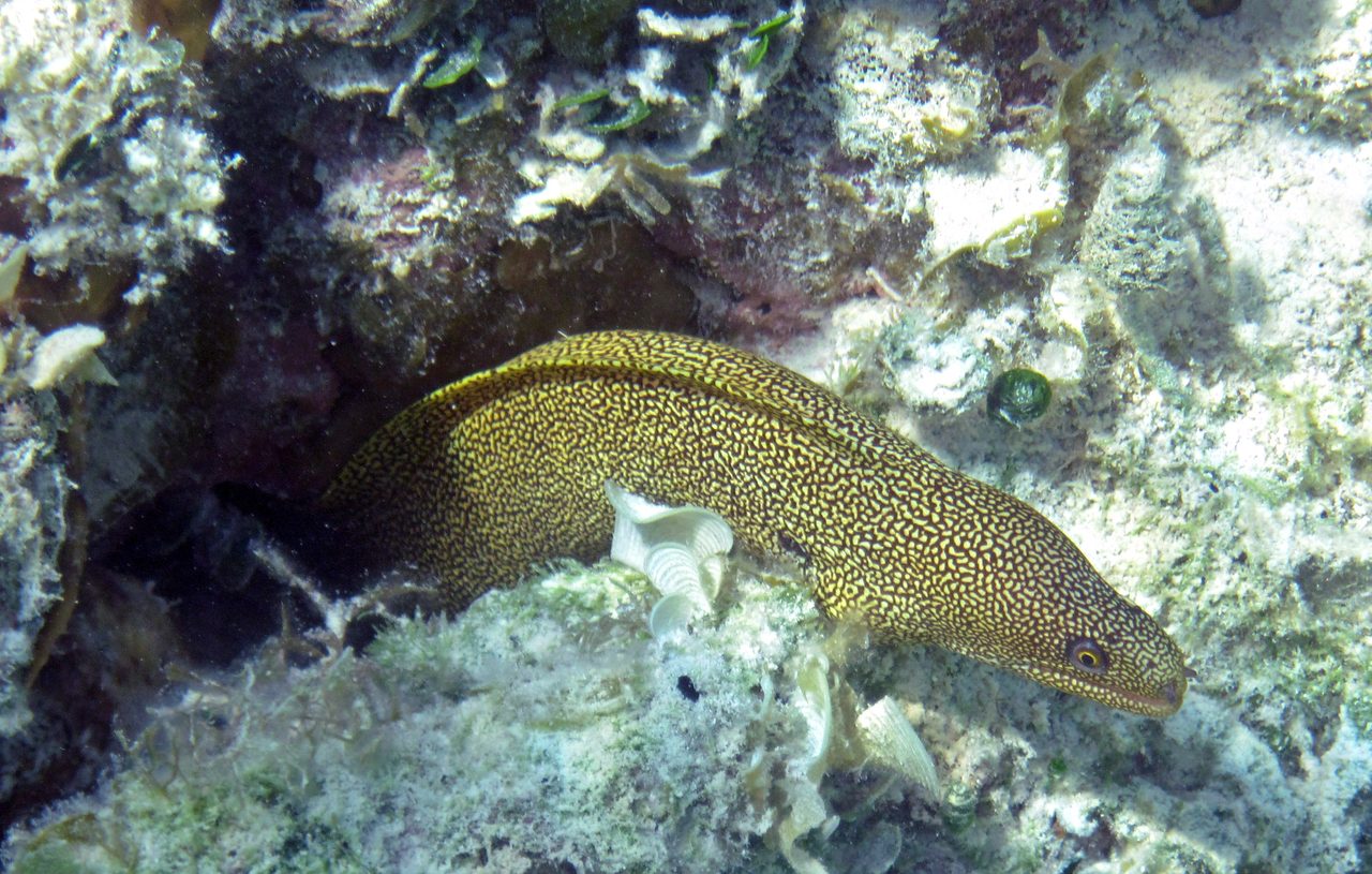 Fire Coral Eel