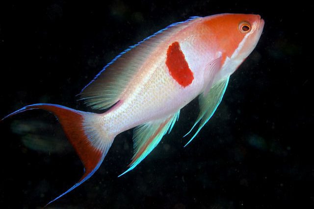 Japanese Basslet