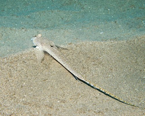 Decorated Dragonet