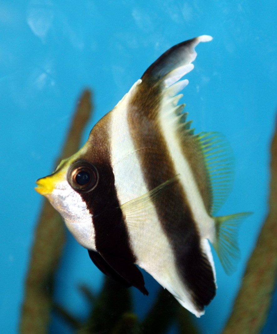 Threeband Pennantfish