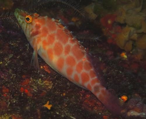 Guichenot's Hawkfish