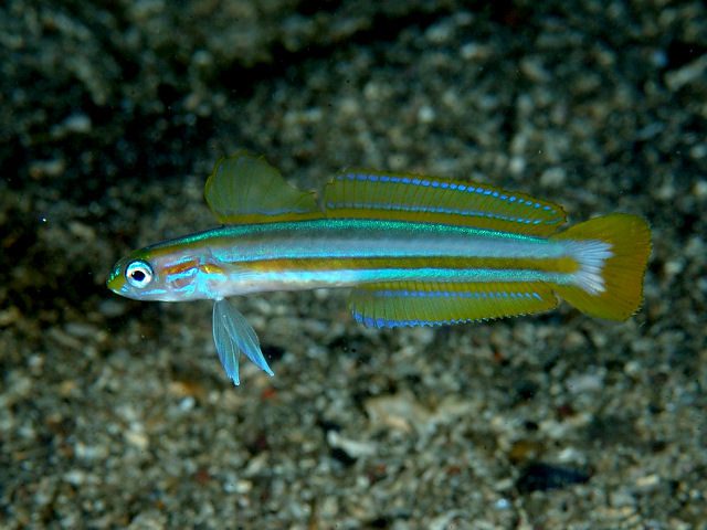Lined Dartfish