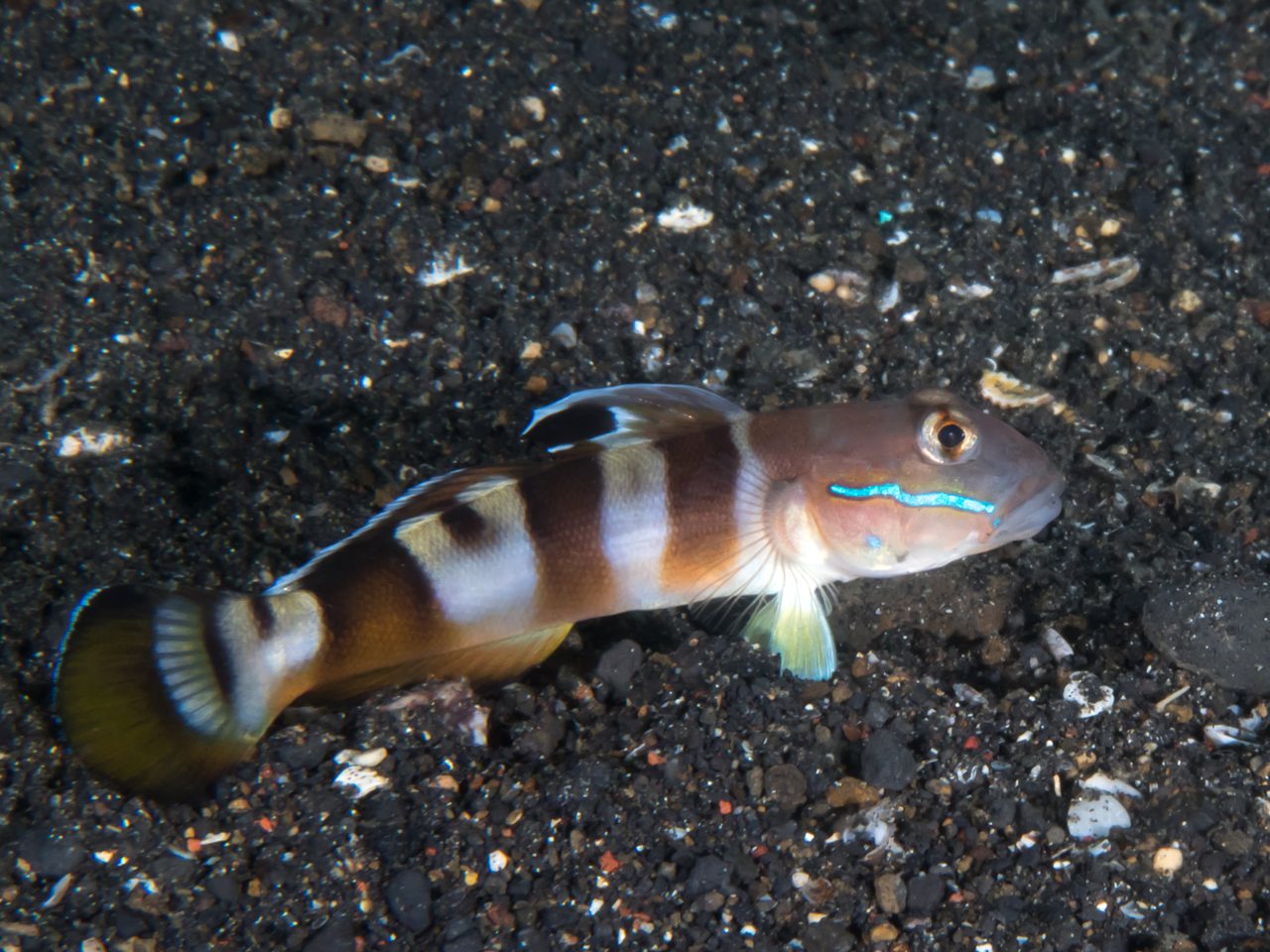 Tiger Watchman Goby
