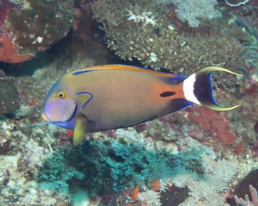 Fowler's Surgeonfish