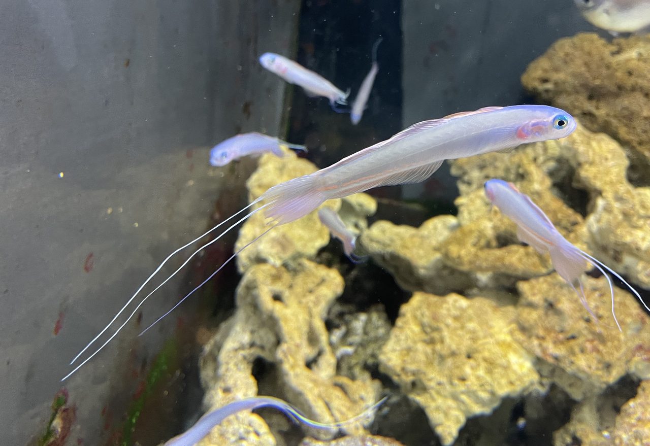 Hana Goby