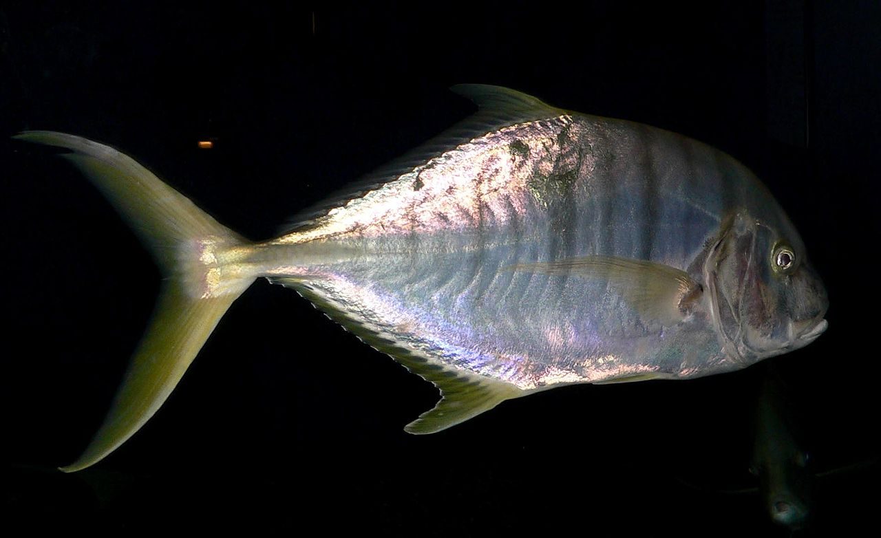 Pilotfish