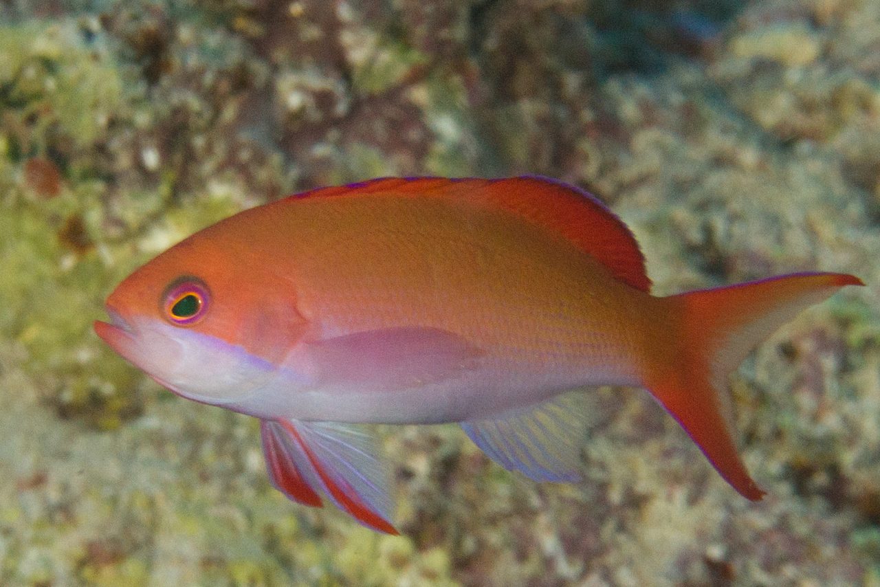 Red Fairy Anthias