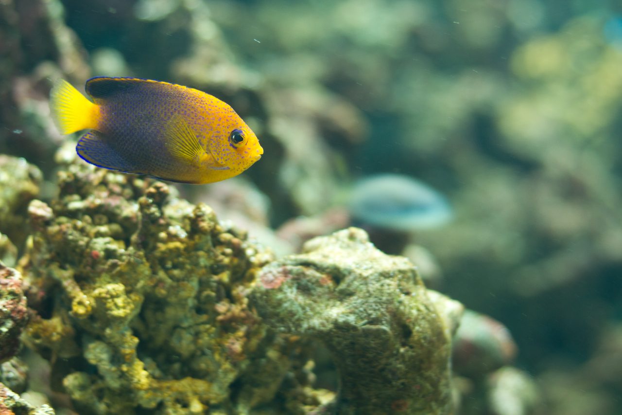 Japanese Angelfish