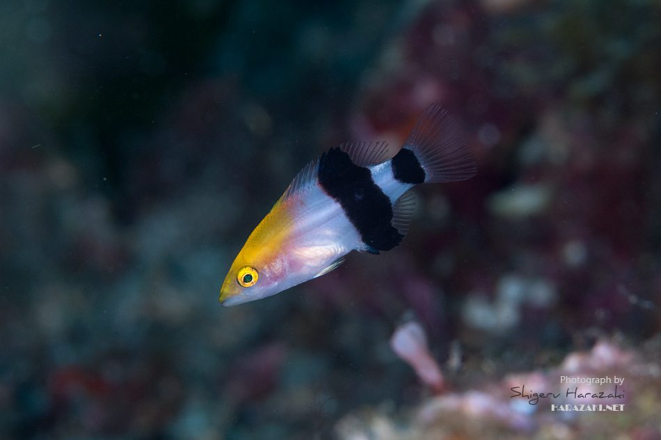 Blackfin Hogfish