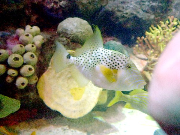 Golden Heart Triggerfish