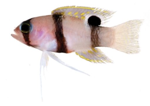 Red-Streaked Basslet