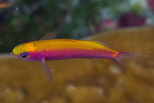 Slender Whitleyi Anthias