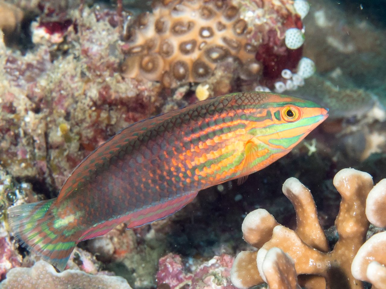 Red-Lined Wrasse